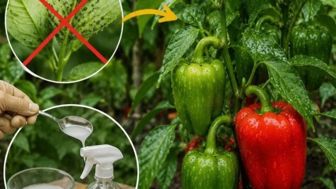 Los insectos atacan más a los pimientos después de las lluvias: este truco puede ayudar a mantener las plantas saludables