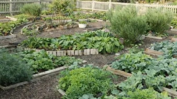 AQUÍ SE EXPLICA CÓMO FABRICAR FERTILIZANTES LÍQUIDOS ORGÁNICOS: ¡Funciona como COMBUSTIBLE PARA COHETES para el crecimiento de todas las plantas! (RECETA)