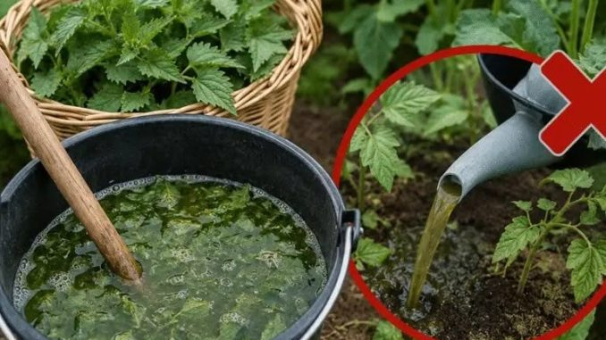 La suplementación con ortiga puede ayudar al jardín, pero sólo si no la viertes como crees al principio