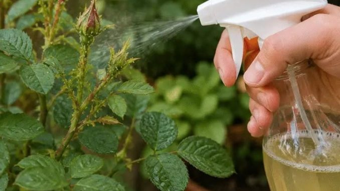 Spray casero contra pulgones que muchos hacen demasiado fuertes: aquí se explica cómo no quemar la planta