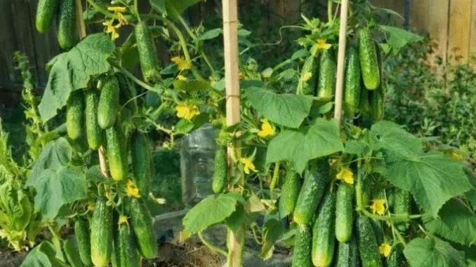 AQUÍ SE EXPLICA CÓMO DAR A LUZ PEPINOS EL DOBLE: Secretos de cultivo para un rendimiento enorme y saludable.