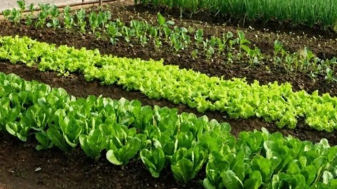 7 tipos de verduras que nunca obtienen basura: Sólo crecen a partir del agua y el sol.