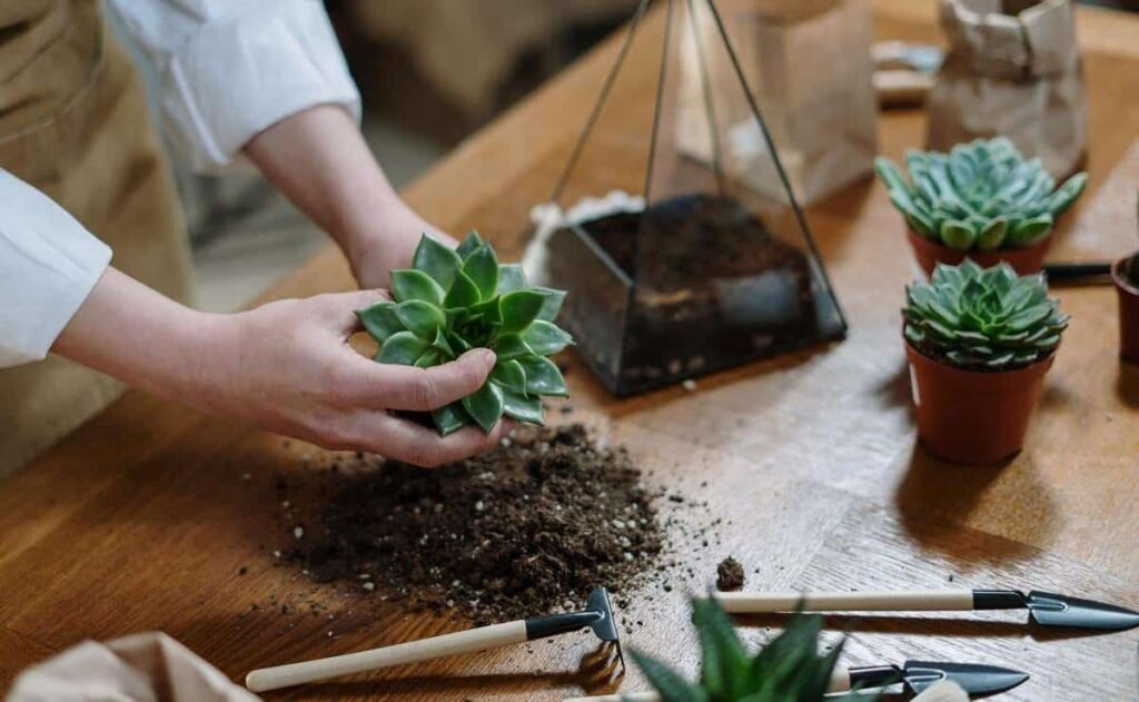 Cómo construir un terrario casero para tus gusanos de seda